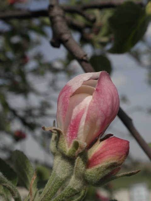 Apple blossoms just waiting to pop at Mulberry Lane Farm!