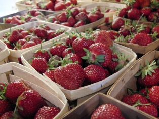 U Pick Strawberries Full Baskets