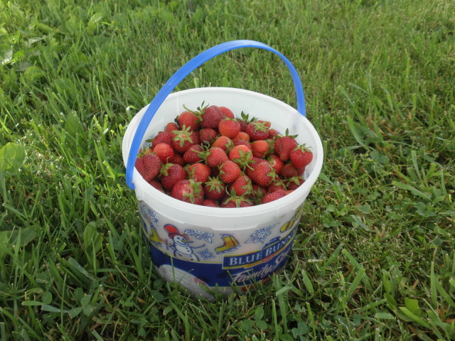 A U Picker's Bucket!