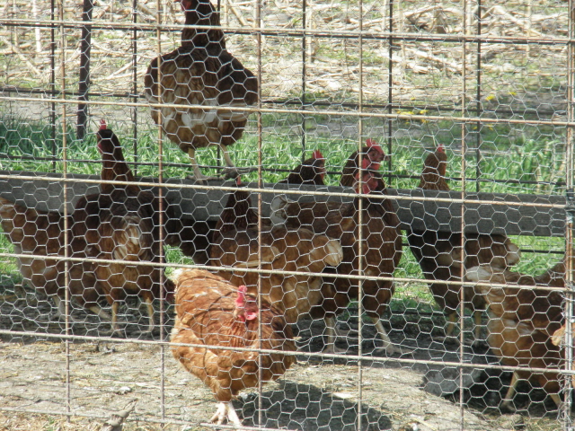 Happy chickens laying wonderful organic eggs on Mulberry Lane Farm. 