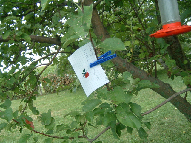 A clue hidden in our apple trees.  