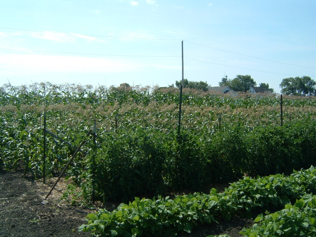 Summertime at Mulberry Lane Farm. 