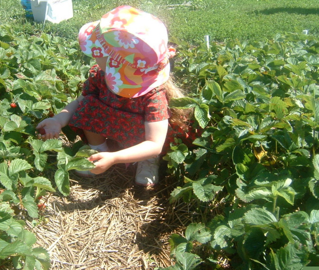 Strawberry Girl Picking U Pick Strawberries