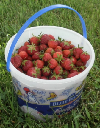 Strawberries in an ice cream bucket. 