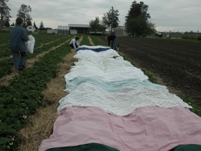 Laying out the sheets in the garden.. 