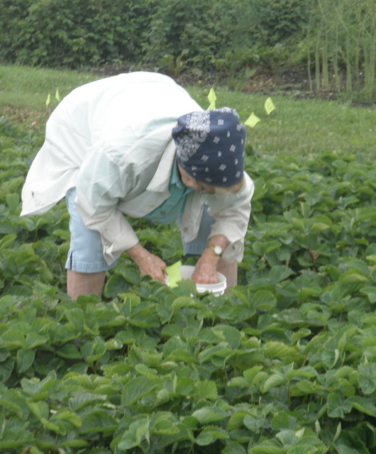 An 87 year old strawberry picker! 