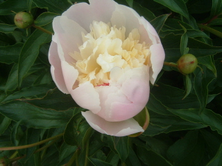 Helen's peonies. 