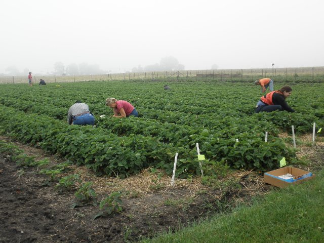 Strawberry Girl Picking U Pick Strawberries