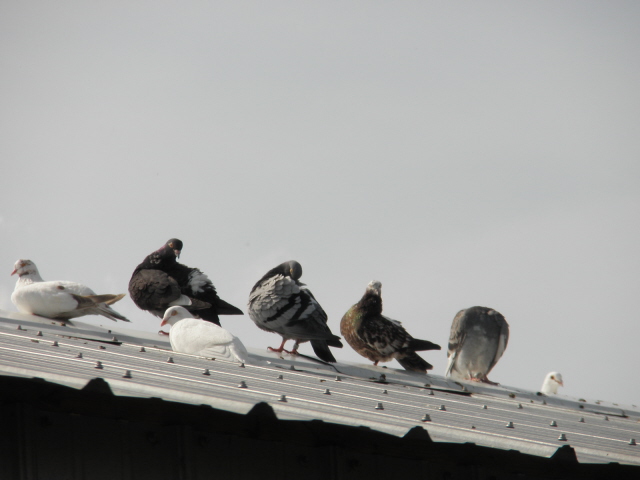 Matthew's beautiful pigeons. 