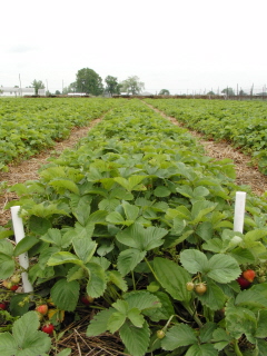 U Pick Strawberries - our patch is weed free
