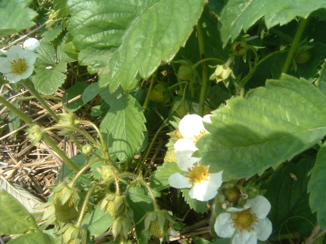 A strawberry plant with green strawberry at our U Pick Strawberries patch