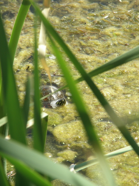 A cute painted turtle. 