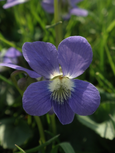 Violet flower. 